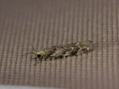 Coleotechnites coniferella