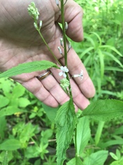 Iodanthus pinnatifidus