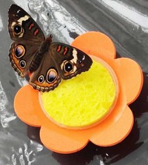 Junonia coenia coenia