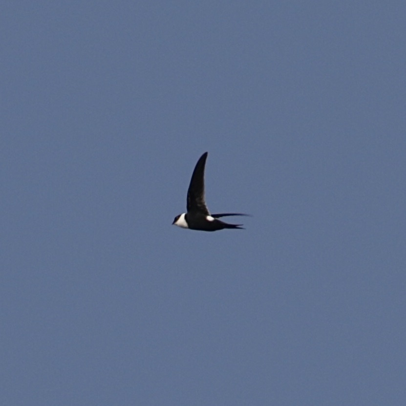 Lesser Swallow-Tailed Swift