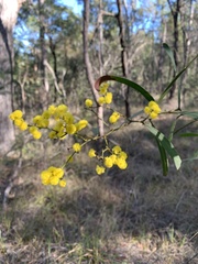 Acacia macradenia