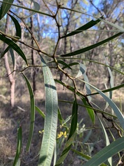 Acacia macradenia