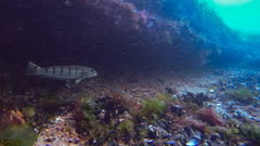 Pseudopercis semifasciata