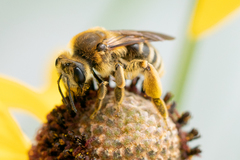 Andrena rudbeckiae