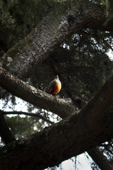 Turdus rufiventris