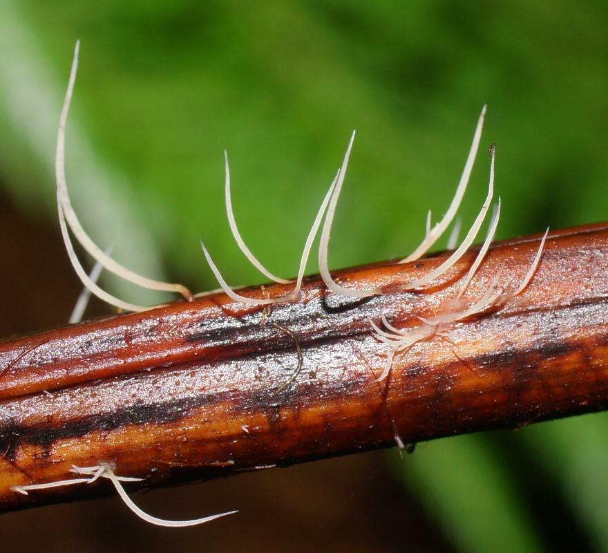 Pterulicium gracile