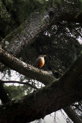 Turdus rufiventris