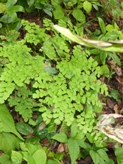 Adiantum amplum