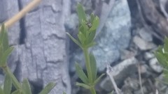 Galium bolanderi