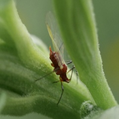 Uroleucon nigrotuberculatum