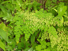 Adiantum amplum