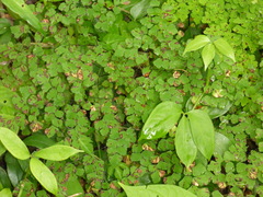 Adiantum amplum