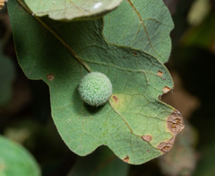 Cynips multipunctata