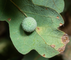 Cynips multipunctata