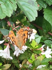 Vanessa cardui
