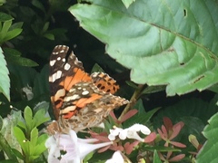 Vanessa cardui