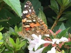 Vanessa cardui