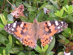 Vanessa cardui
