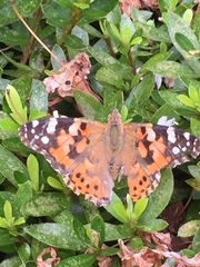 Vanessa cardui