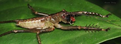 Cerberodon