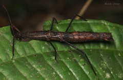 Pygirhynchus toledopizai
