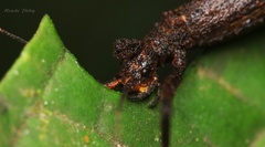 Pygirhynchus toledopizai