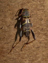 Neoclytus mucronatus