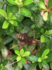Polistes jokahamae