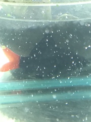 Epalzeorhynchos bicolor