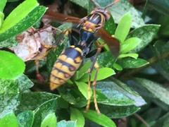 Polistes jokahamae