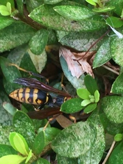 Polistes jokahamae