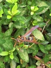 Polistes jokahamae