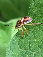 Podisus placidus
