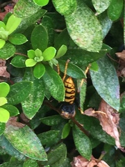 Polistes jokahamae