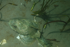 Myoxocephalus polyacanthocephalus