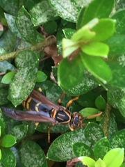 Polistes jokahamae