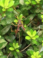 Polistes jokahamae