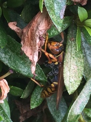 Polistes jokahamae