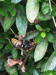 Polistes jokahamae