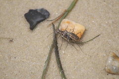 Ellipsoptera marginata