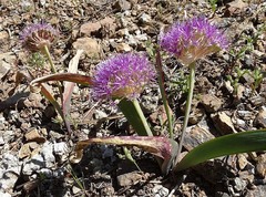 Allium platycaule