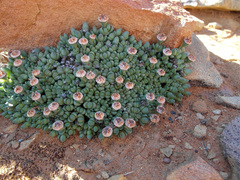 Antimima ivori