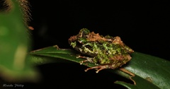 Castanets Free-Toed Froglet photo 1