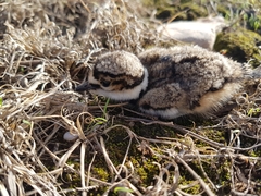 Charadrius vociferus