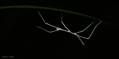 Cladoxerus
