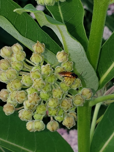 Rose Sawfly photo 5
