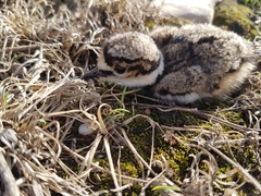 Charadrius vociferus