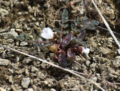 Claytonia multiscapa pacifica
