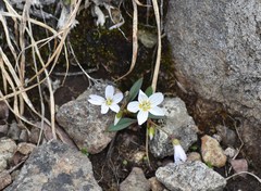 Claytonia multiscapa pacifica