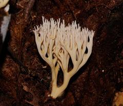 Phaeoclavulina ochracea